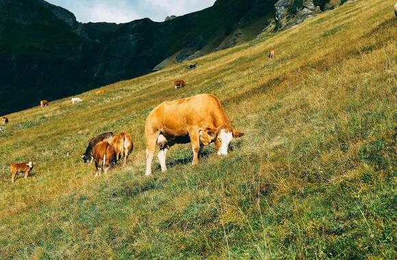 Troupeau bovins Troupeau bovins